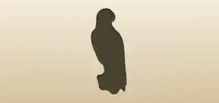 Falcon silhouette