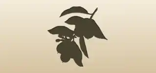 Kumquats silhouette