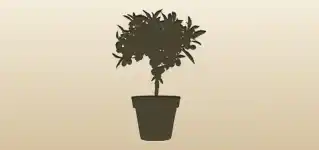 Kumquats silhouette