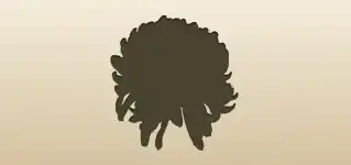 Chrysanthemum silhouette