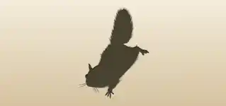 Flying Squirrel silhouette