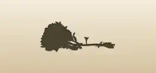 Chrysanthemum silhouette