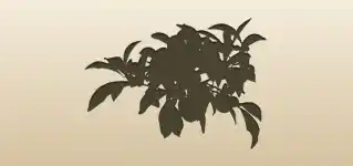 Kumquats silhouette