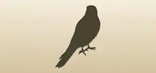 Falcon silhouette