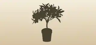 Kumquats silhouette
