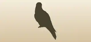 Falcon silhouette