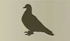 Pigeon silhouette