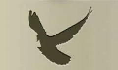 Pigeon silhouette