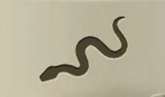 Snake silhouette