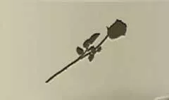 Rose silhouette