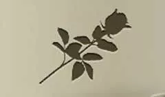 Rose silhouette