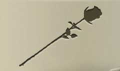Rose silhouette