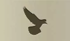 Pigeon silhouette