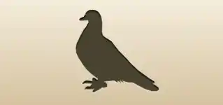 Pigeon