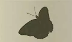 ちょうちょうのシルエット