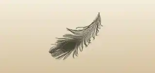 鳥の羽