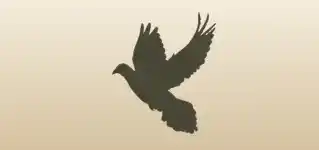 鳥
