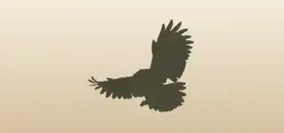鳥