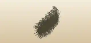 鳥の羽