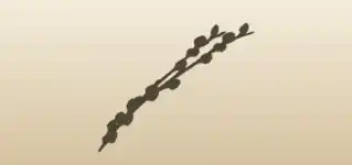 柳の枝