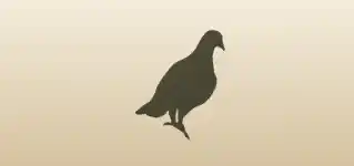 鳥