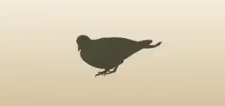 鳥