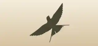 鳥