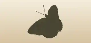 ちょう