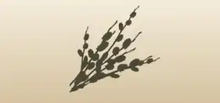 柳の枝