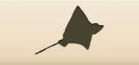 Stingray silhouette