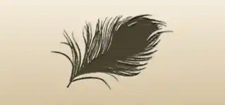 Peacock Feather