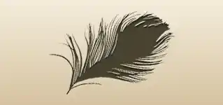 Peacock Feather