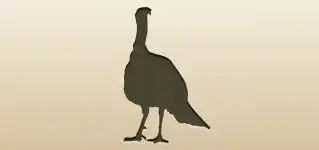 七面鳥