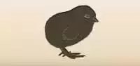 ひよこ