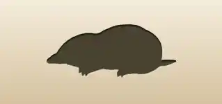 モグラ
