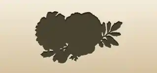 マリーゴールド