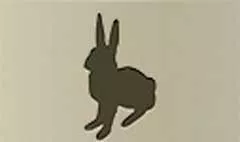 ウサギ