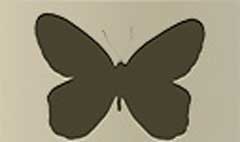 Butterfly silhouette #3