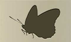Butterfly silhouette #4