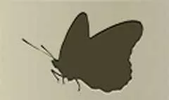 蝶