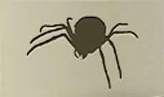 クモ