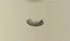 鳥の羽のシルエット