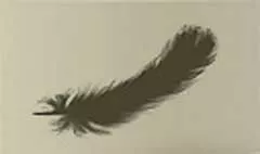 鳥の羽のシルエット