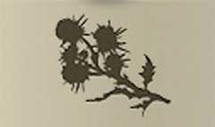 Thistle silhouette