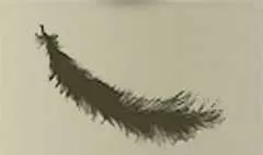 鳥の羽のシルエット