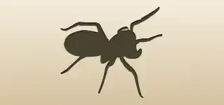 Spider silhouette