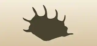 Shell silhouette