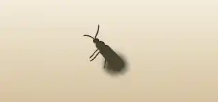 Firefly silhouette
