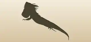 Iguana silhouette