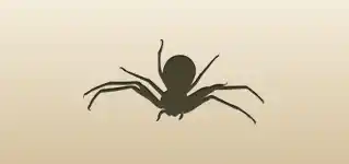 Spider silhouette
